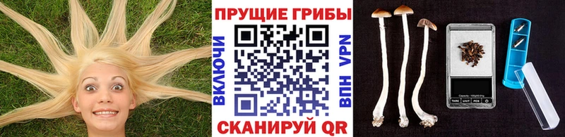 Псилоцибиновые грибы прущие грибы  Цивильск 